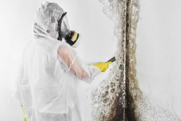 Best Same-Day Mold Removal  in Salida Del Sol Estates, TX