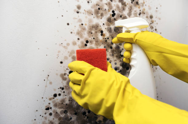 Best Mold Testing  in Salida Del Sol Estates, TX