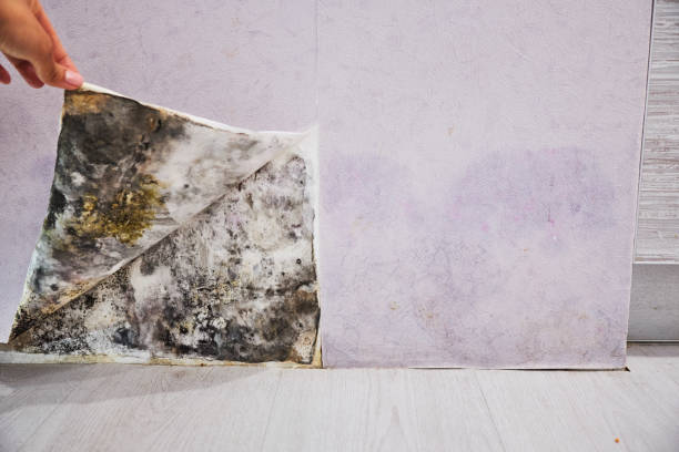 Best Emergency Mold Removal  in Salida Del Sol Estates, TX